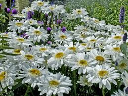 Image result for foto Kopretina