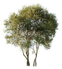 Image result for Olea