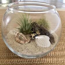 Glass Terrarium With Air Plants Kit To Make Terrarium Diy Etsy Air Plants Diy Succulent Terrarium Air Plant Terrarium