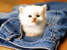 But Being Such A Sweet Cok Sirin Hayvanlar Cute Kittens Komik Hayvanlar