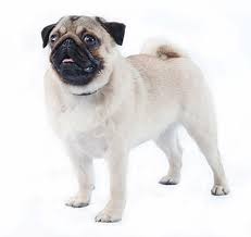 See the search faq for details. Pug Dog Breed Information Purina