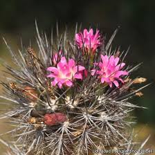 Image result for Eriosema verdickii