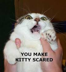 Scared Cat Funny Cat Photos Silly Cats Pictures Funny Cat Pictures