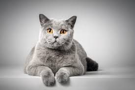 British Shorthair Kedi Cinsi Hayvangiller