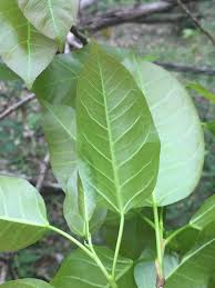 Image result for Ficus virens