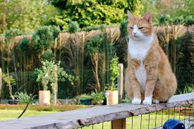 Kedi Nerede