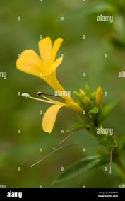 Image result for Barleria sp. D (near holubii)