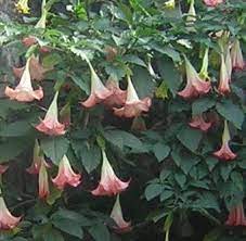 Amapola, flor, burundanga, kolumbija, augu, zieds, izaugsmi, skaistums dabā, ziedēšanas augs, svaigumu, tuvplāns, neaizsargātību, nestabilitāte, ziedlapiņa, koncentrēties uz jaunajām zināšanām. Burundanga Diccionario De Mitos Y Leyendas