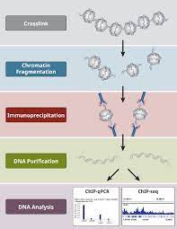 A very useful method for chromatin analysis is chromatin immunoprecipitation (chip), which allows the quantification and localization of specific histone modifications. Overview Of Chromatin Immunoprecipitation Chip Cell Signaling Technology