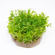 Image result for Limnophila