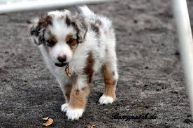 red merle australian shepherd mini australian shepherd red merle aussie puppies puppies cute puppies