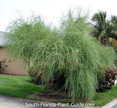 Image result for Parkinsonia aculeata