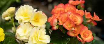 Planting and watering begonias, fertilizing and transplanting begonias. How To Care For Your Begonias Garden Tips West Coast Gardens