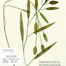 Image result for Potamogeton richardii