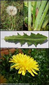 Image result for Hypochaeris