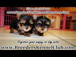 We did not find results for: Teacup Yorkies For Sale In Texas Fort Worth 07 2021