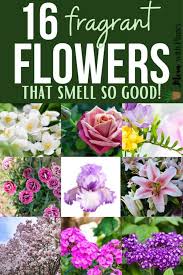 So why not add flowers and plant this in full sunlight for best growth. Best Smelling Flowers Momwithplants Com