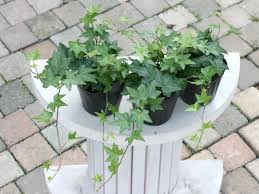 アイビーの葉に白い綿状のものが これって病気 植物navi