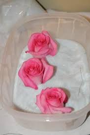 We did not find results for: Roses Flower Drying How To Dried And Pressed Flowers Resin Crafts Flower Crafts