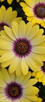 Pin On Flowers