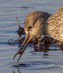 This cool friend wandered into my garage. Not sure if he's poisonous or not  but what a beautiful yellow!