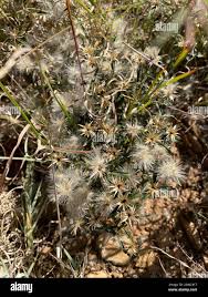 Image result for Dicoma anomala