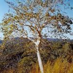 Image result for Sterculia quinqueloba