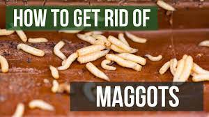 They vomit the contents of their stomachs onto food in order to predigest it and then. Maggot Control How To Get Rid Of Maggots Solutions Pest Lawn