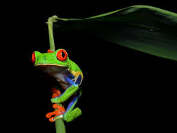 Get up to 50% off! Free Tree Frog Wallpapers Wallpaper Cave