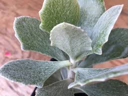 Image result for Senecio mariettae