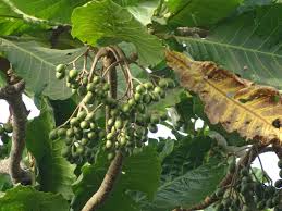 Image result for Anthocleista