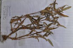 Image result for Cyanotis lanata