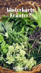 Winterhartes Krauterbeet Plant Happy Winterharte Krauter Winterhart Gartenpflanzen Winterhart
