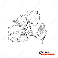 Hawaii's official flowers are as diverse and beautiful as the islands they represent. Hibiscus Flower Botanical Illustration Style Stock Vector Outline Royalty Free Cliparts Vectors And Stock Illustration Image 106856754