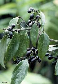 Image result for Cryptocarya