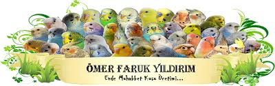 Kafes Isitici Muhabbet Kusu Forumu Muhabbetkusu Com Tr