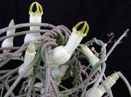 Image result for Ceropegia filipendula