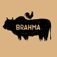 Trivia Night at Brahma Bar & Grill event image