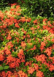 Image result for Ixora fastigiata
