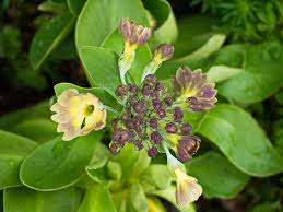 Image result for Primula x pubescens