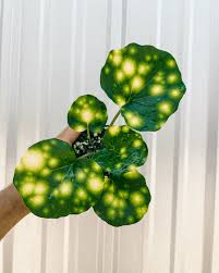 Image result for Farfugium japonicum