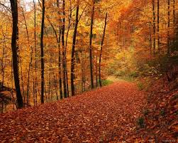 Freiburg Autumn Road Black Forest Germany Mountain Photography By Jack Brauer Black Forest Germany Fall Pictures Autumn Scenery
