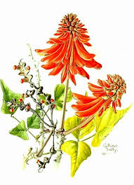 Image result for Pavetta gerstneri