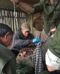 Prince Harry shocked over rhinos killed by poachers at Kruger National Park  | Daily Mail Online