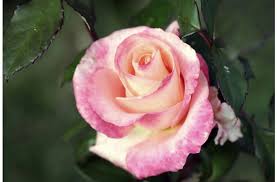 10 types of fragrant roses to grow from www.thespruce.com maybe you would like to learn more about one of these? The Secret To Making Sweeter Smelling Roses Discover Magazine