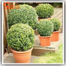 Unlike artificial topiary plants, our preserved line is awesome for indoor and outdoor display with an over hang. China Aniti Uv Plastic Fake Plant Bonsai Artificial Topiary Bonsai Tree China Artificial Topiary And Artificial Topiary Trees Price