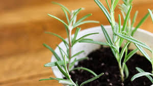Image result for rosemary cuttings