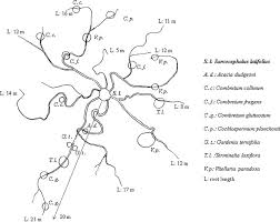 Image result for Sarcocephalus