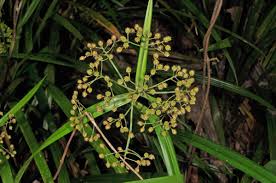 Image result for Hypolytrum