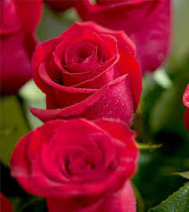 Top 25 Most Beautiful Red Roses Rose Flower Pictures Red Rose Pictures Beautiful Flowers Images
